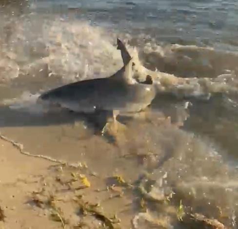 Good times , Good vibes , Dolphin , Fish and Sharks ! 