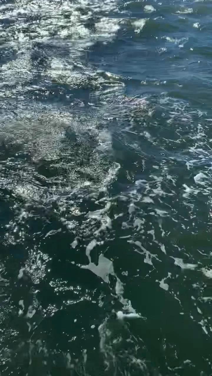 4hr Shark fishing trip