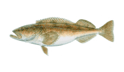 Groenling (Lingcod)