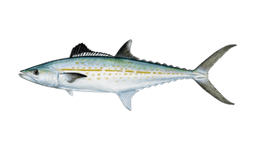 Valse Koningsmakreel