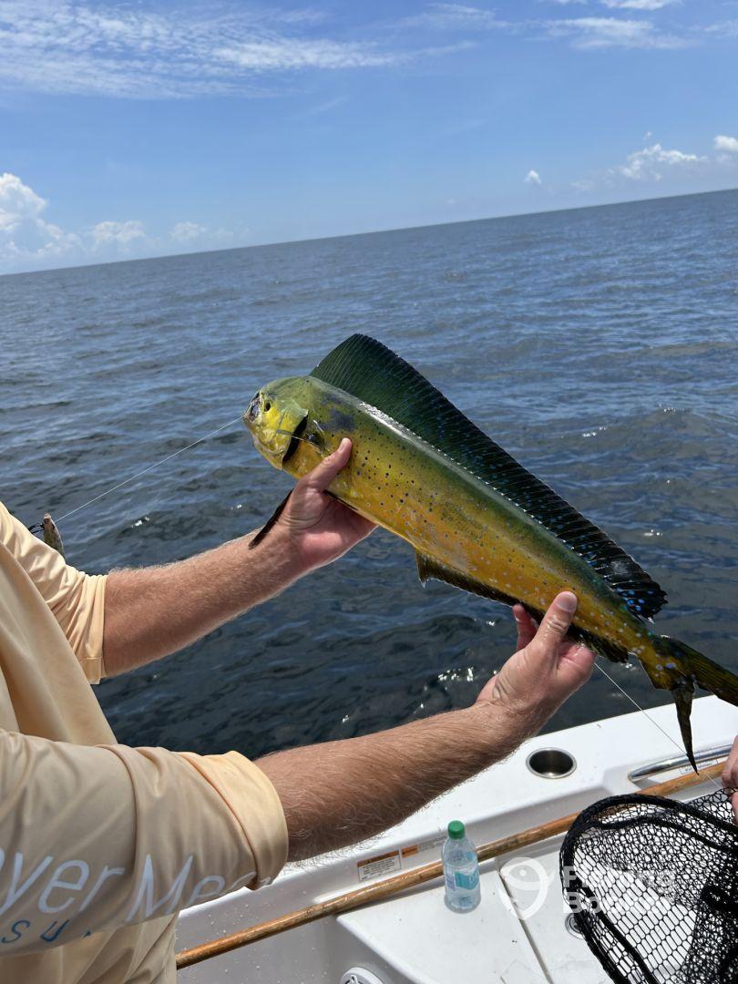 Slow day on snapper bites till the last spot & then everything shows up 