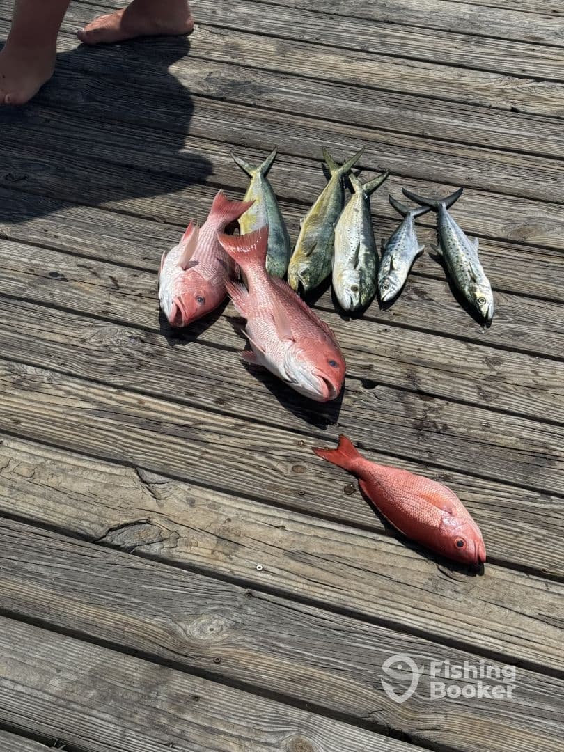 A variety of fish including Snapper and Mackerel displayed on a dock, showcasing a successful fishing trip.