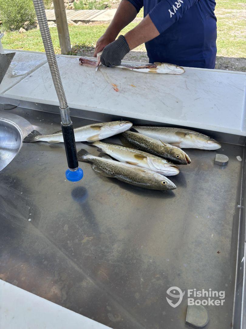 Harold is the “Man”