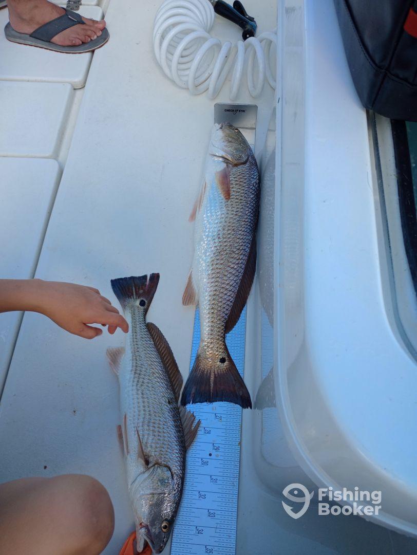 Two Redfish displayed on a measuring board aboard a boat, with a young angler's hand reaching for one of the fish.