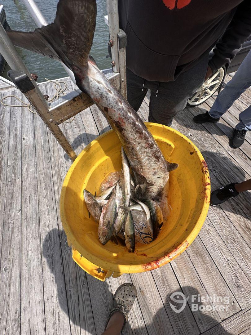 King Mackerel Citation