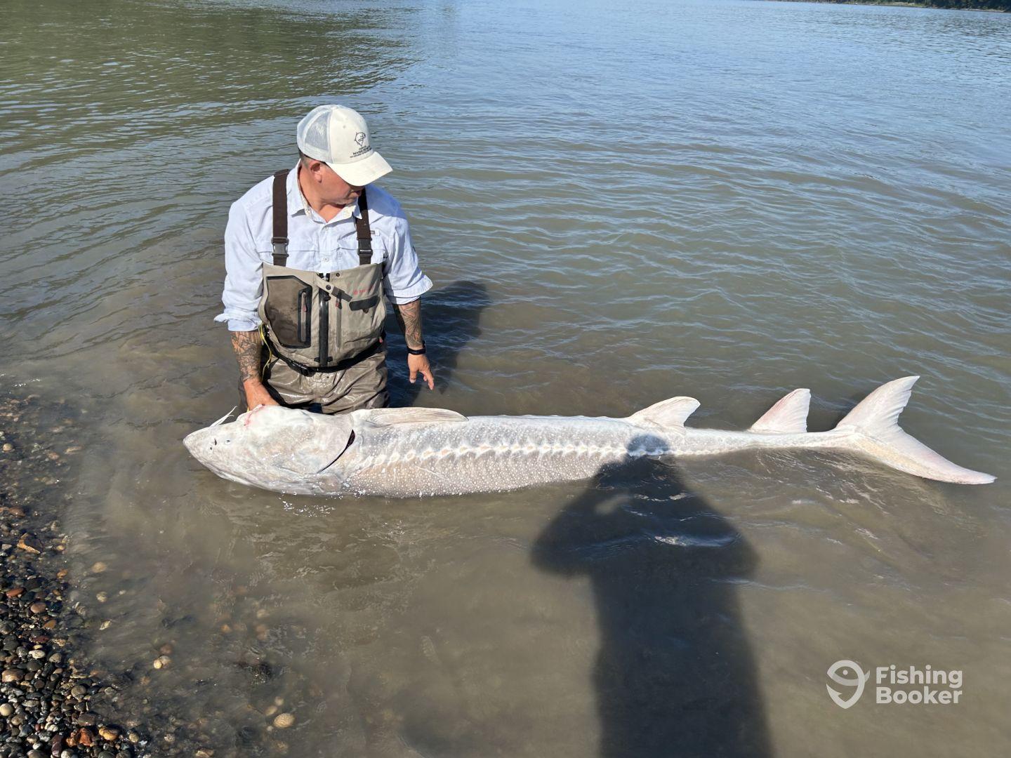 An angler proudly displaying a large Sturgeon while wading in the river, showcasing a successful catch during a fishing trip.
