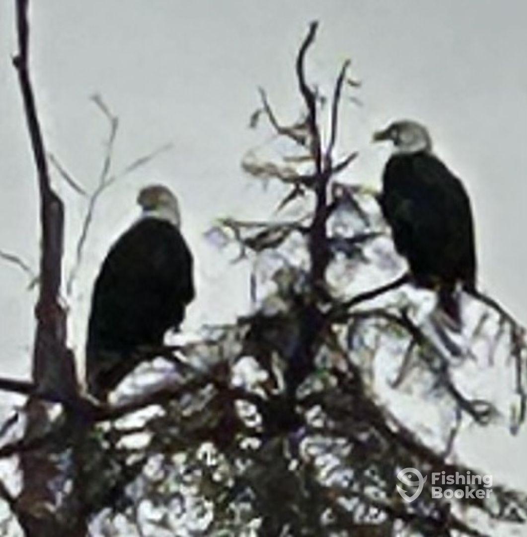 Kenai River experience