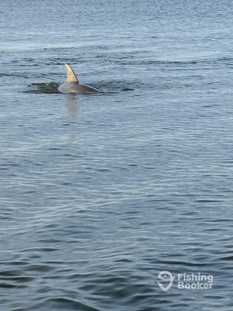 A dolphin fin breaks the surface of the water, showcasing marine wildlife in a serene fishing environment.