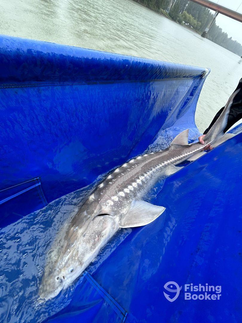 High energy fishing! Great Captan!!