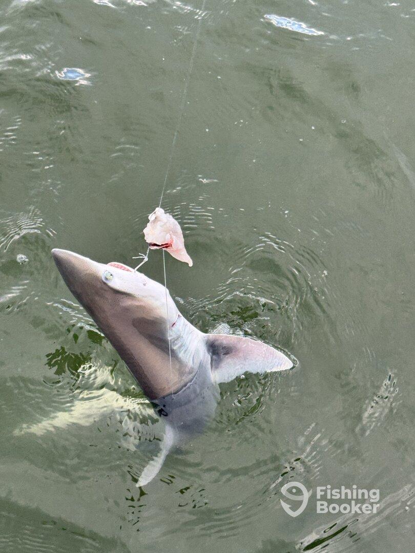 From Bait Fish to Shark Pups – A Blast on the Water!