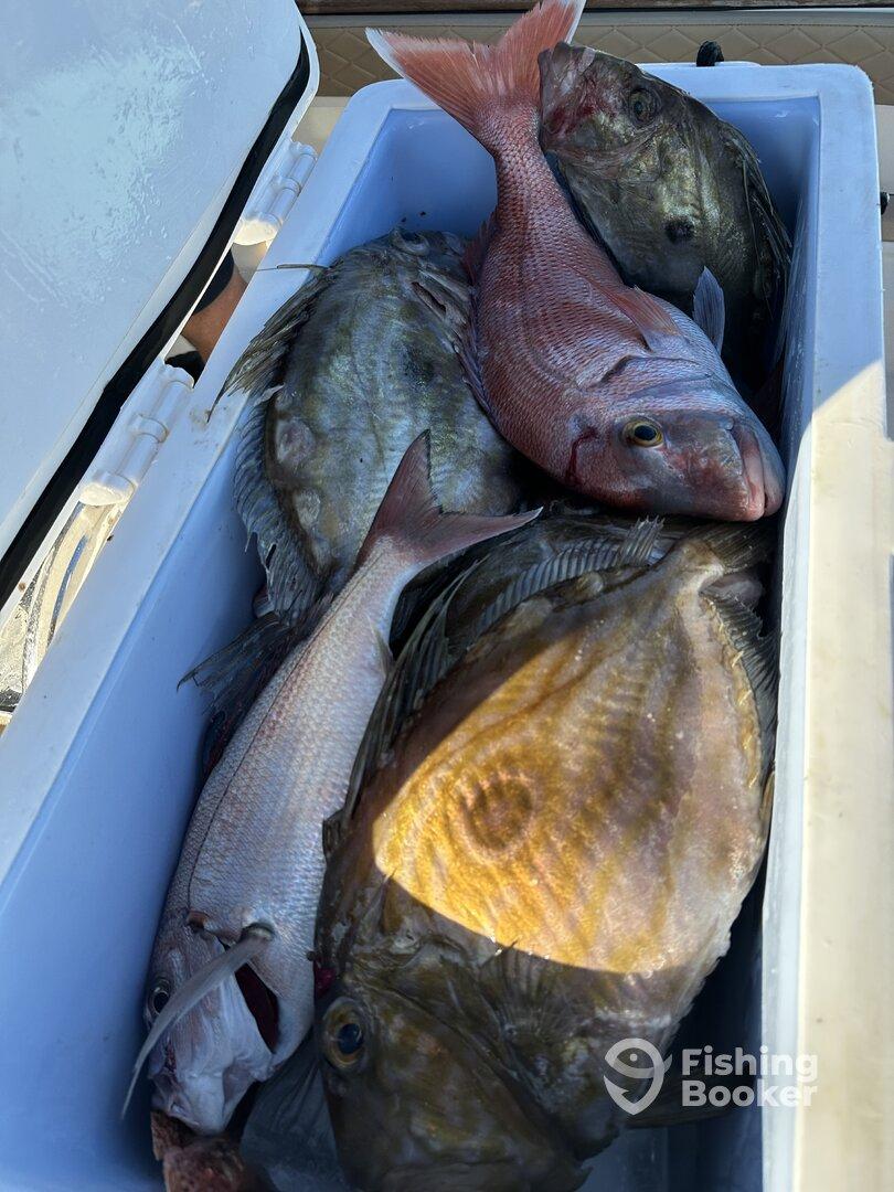 Hvar full day fishing with fish barbecue