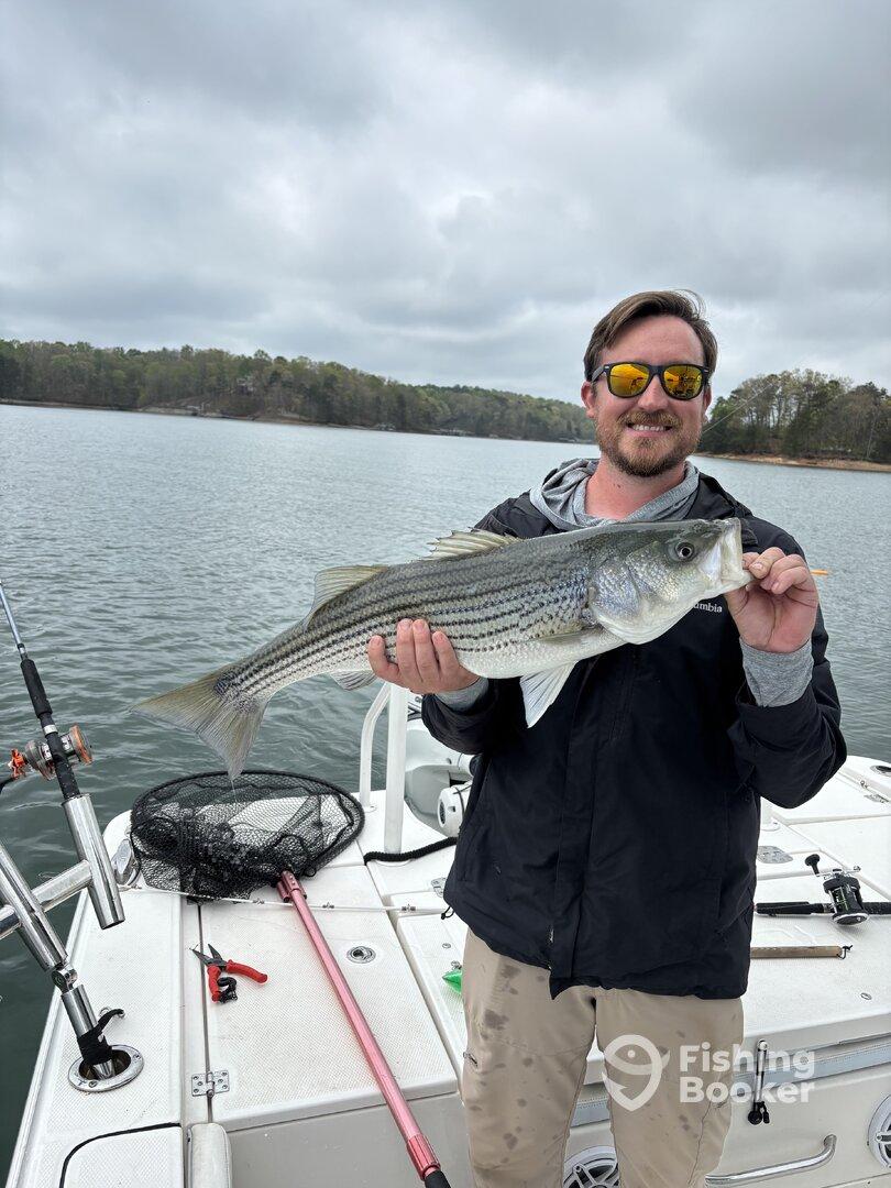 Angler proudly displaying a large Striped Bass while fishing on a lake, showcasing a successful catch in a scenic environment.