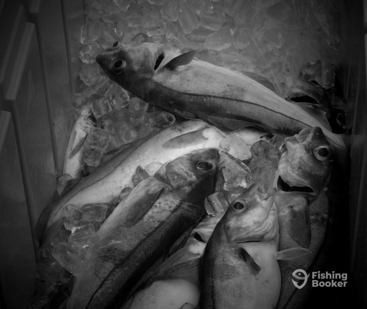 A cooler filled with freshly caught fish, surrounded by ice, showcasing a successful fishing trip.