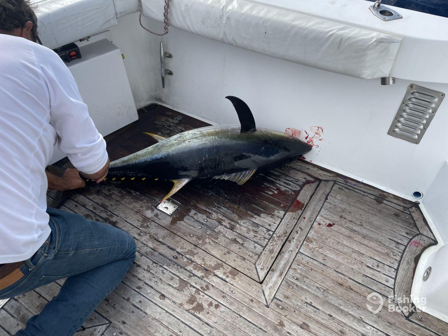 Caught yellowfin, AM trip