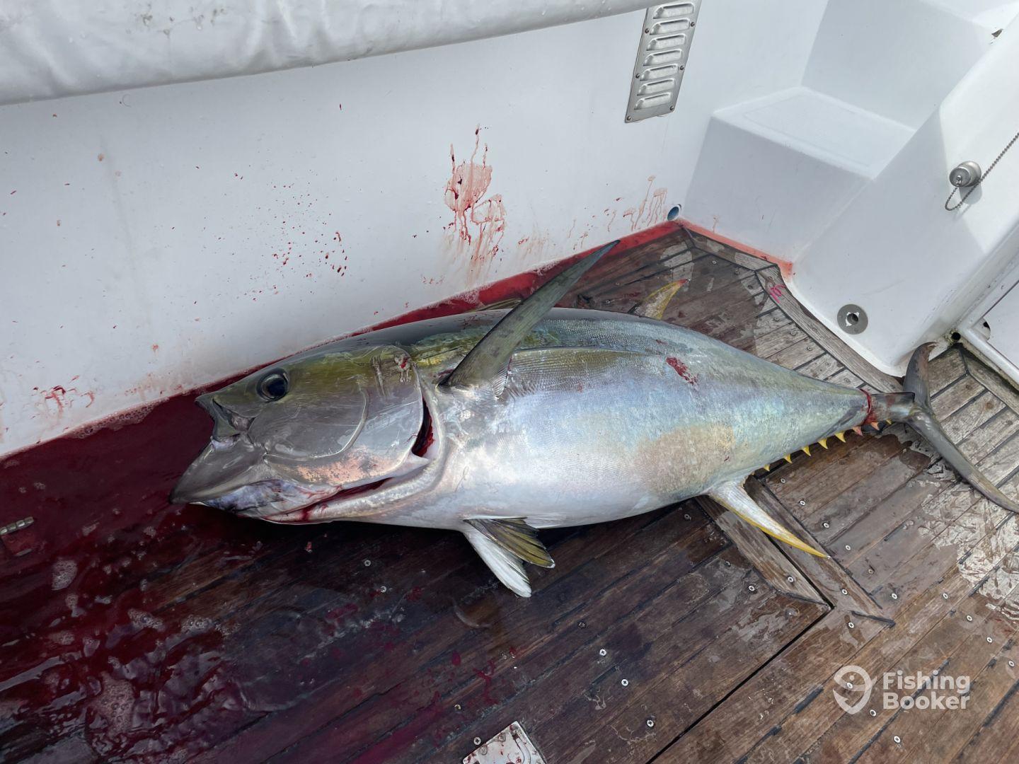 Caught yellowfin, AM trip