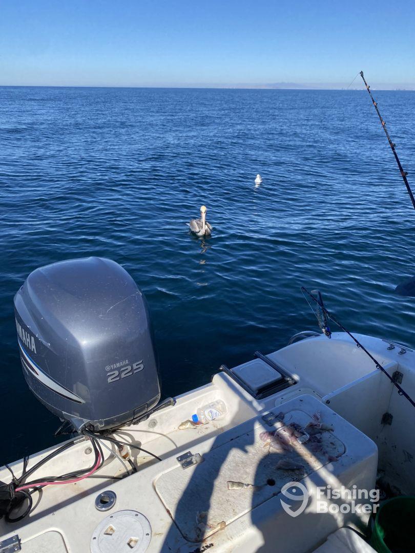 A view from a boat showing the ocean and a pelican, with fishing gear visible but no clear subject or catch.