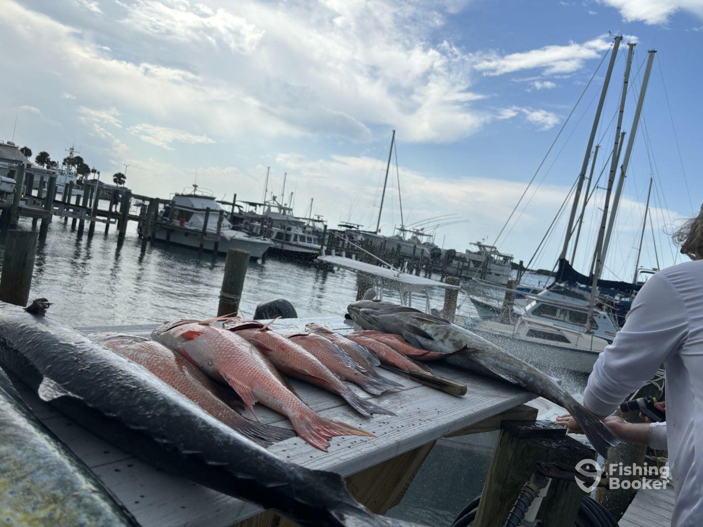 A variety of fish, including Red Snapper and Mahi Mahi, displayed on a cleaning table at a bustling dock, showcasing a successful fishing trip.