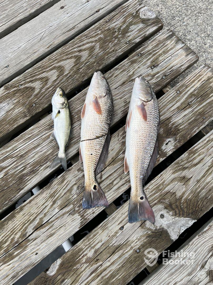 Highly Recommend Captain Tom