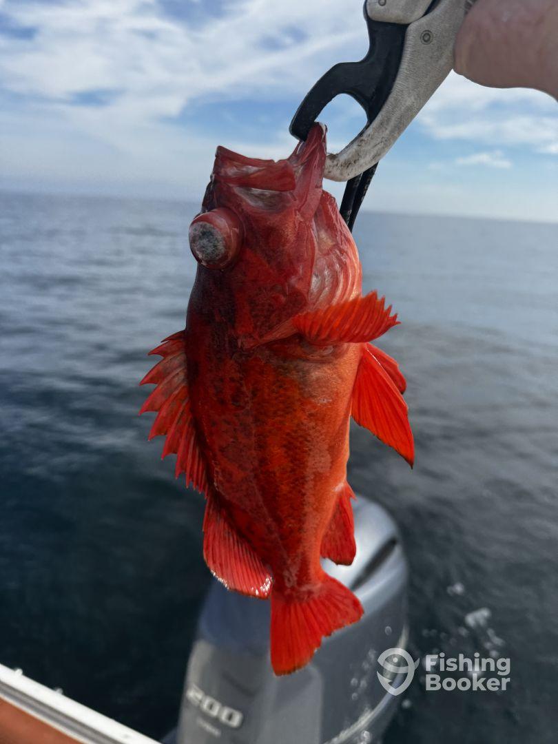 pro Captian pro Equipment