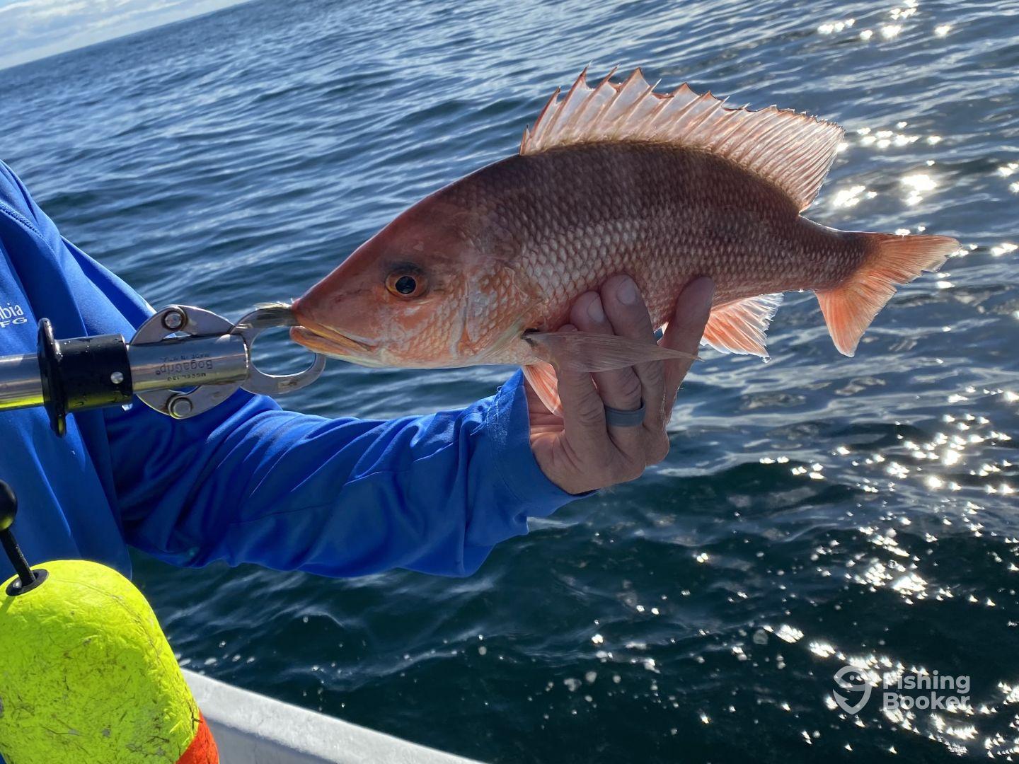Angler holding a freshly caught Snapper while fishing offshore, showcasing the vibrant colors of the fish against the sparkling water.