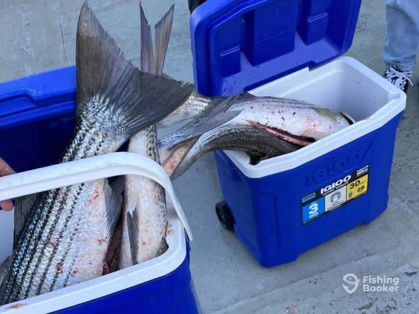All got fish