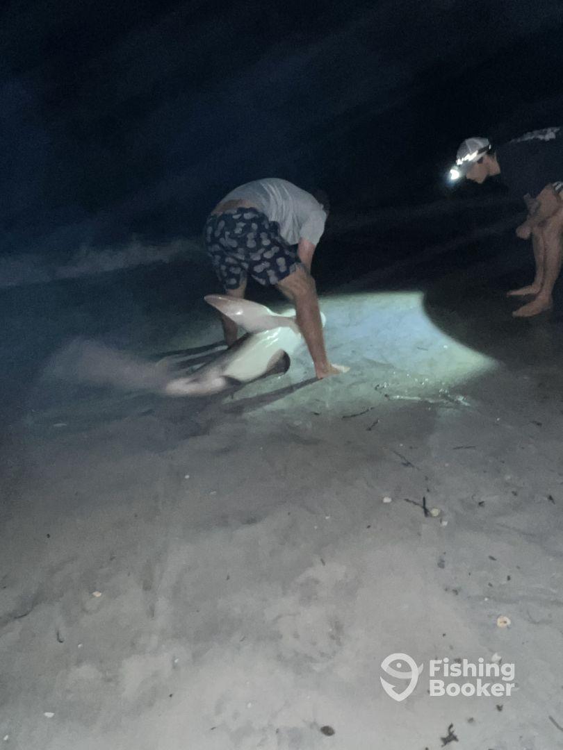 HOOKED A SHARK IN 15 MINUTES