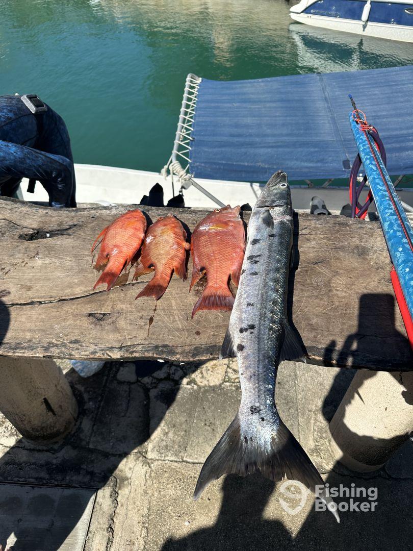 A selection of freshly caught fish, including Snapper and Barracuda, displayed on a wooden table at the dock, showcasing a successful fishing trip.