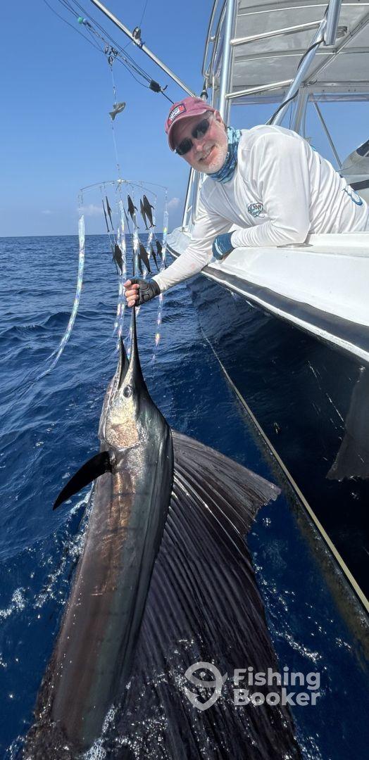Sailfish Bonanza!