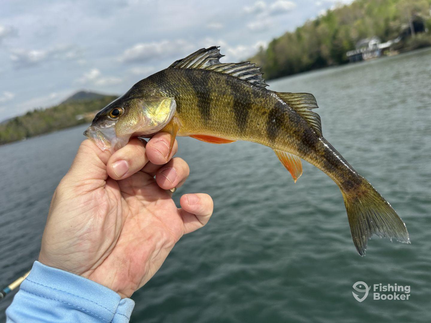 An angler proudly displaying a vibrant Yellow Perch while fishing on a serene lake, surrounded by lush greenery.