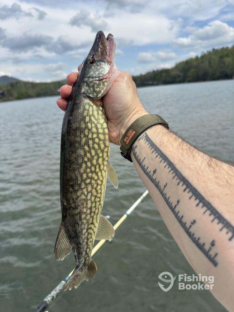 Angler proudly displaying a Northern Pike caught while fishing on a serene lake, surrounded by lush greenery.
