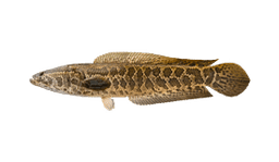 Snakehead