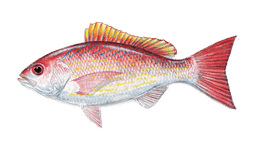 Vermilion Snapper