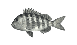 Sheepshead