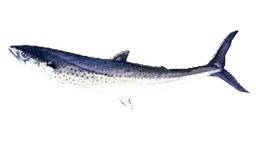 Sierra Mackerel