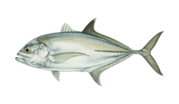Bigeye Trevally