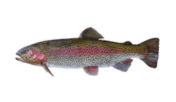 Rainbow Trout (Steelhead)