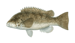 Tautog