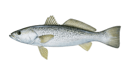 Weakfish