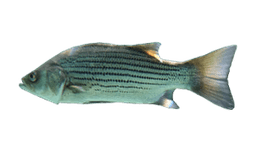 Hybrid Striped Bass