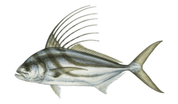Roosterfish