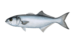 Bluefish