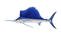 Sailfish