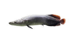 Arapaima