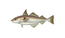 Haddock