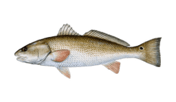 Redfish