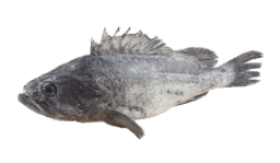 Black Rockfish