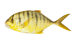 Golden Trevally