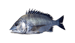 Black Bream