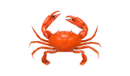 Crab