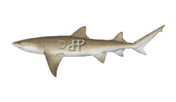 Lemon Shark